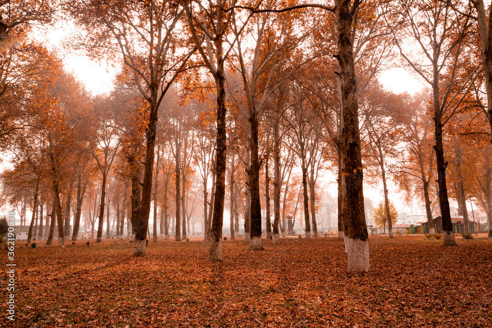 Fototapeta premium Spectacular view of fallen leaves from maple trees seen all over
