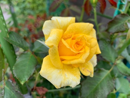 Yellow roses in full bloom Green leaf stalk