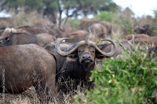 Bufalo en la reserva Nacional de Masai Mara en Kenya