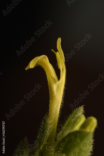 Close up of  the bloom of nerve plant (Fittonia). isolated on black background.