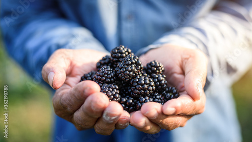 Farmers hands holding fresh organic blackberries