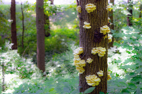 Fotografie Mysterious Forest with trees with mushrooms in Effigy Mounds National Monument in Iowa