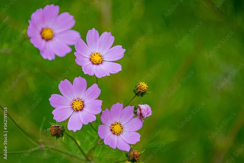Obraz premium Lilac Cosmos Flowers
