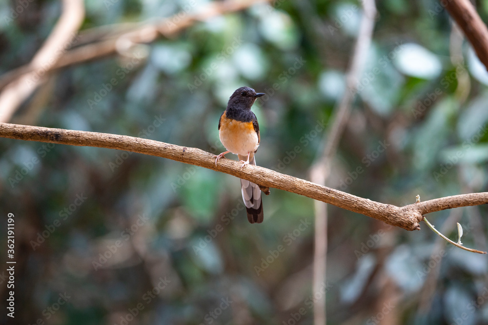 white - rumped Shama white - rumped Shama