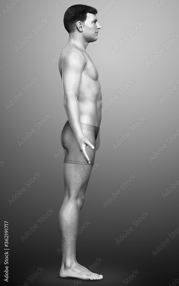 Naklejka premium 3d rendered illustration of the male body