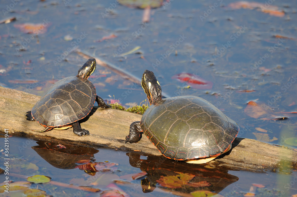 Turtle Painted Photo. Turtle painted on a log by the water. Painted turtle profile view Turtle Painted Photo. Turtle painted on a log by the water. Painted turtle profile view