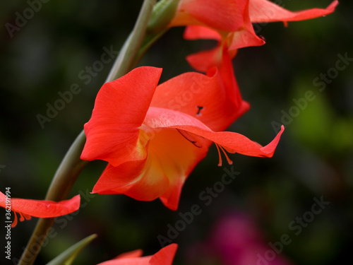 Fototapeta Close up shot of orange gladiola flower.
