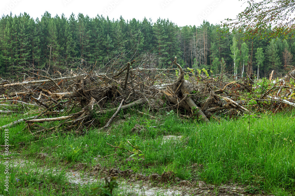 Area of illegal logging. Forests Deforestation humans are causing global warming. Deforestation, destruction of deciduous forests. Concept of environmental damage and crime in forests on planet Area of illegal logging. Forests Deforestation humans are causing global warming. Deforestation, destruction of deciduous forests. Concept of environmental damage and crime in forests on planet