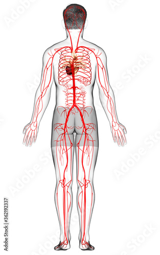 3d rendered medically accurate illustration of male arteries