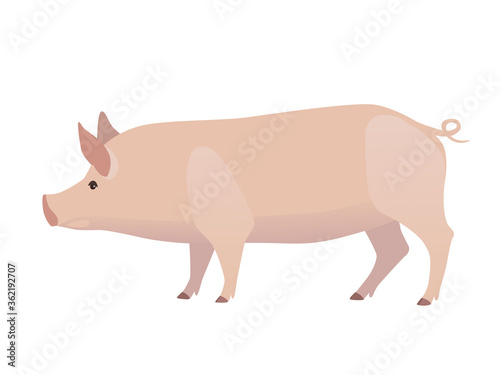 Vector illustration of pig. Farm animal, domestic swine, isolated on white.