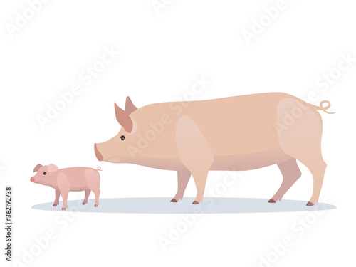 Vector illustration of pig and piglet. Farm animal, domestic swine adult and young.