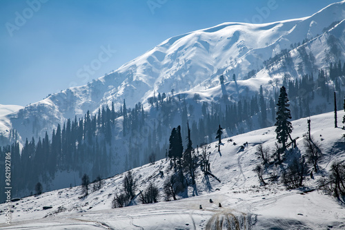 Snow Covered Himalayan Mountains with pine Trees in Gulmarg