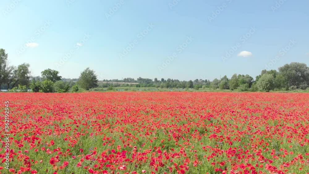 Red field of poppy flower nature aerial drone view rises up camera movement lake on background Red field of poppy flower nature aerial drone view rises up camera movement lake on background