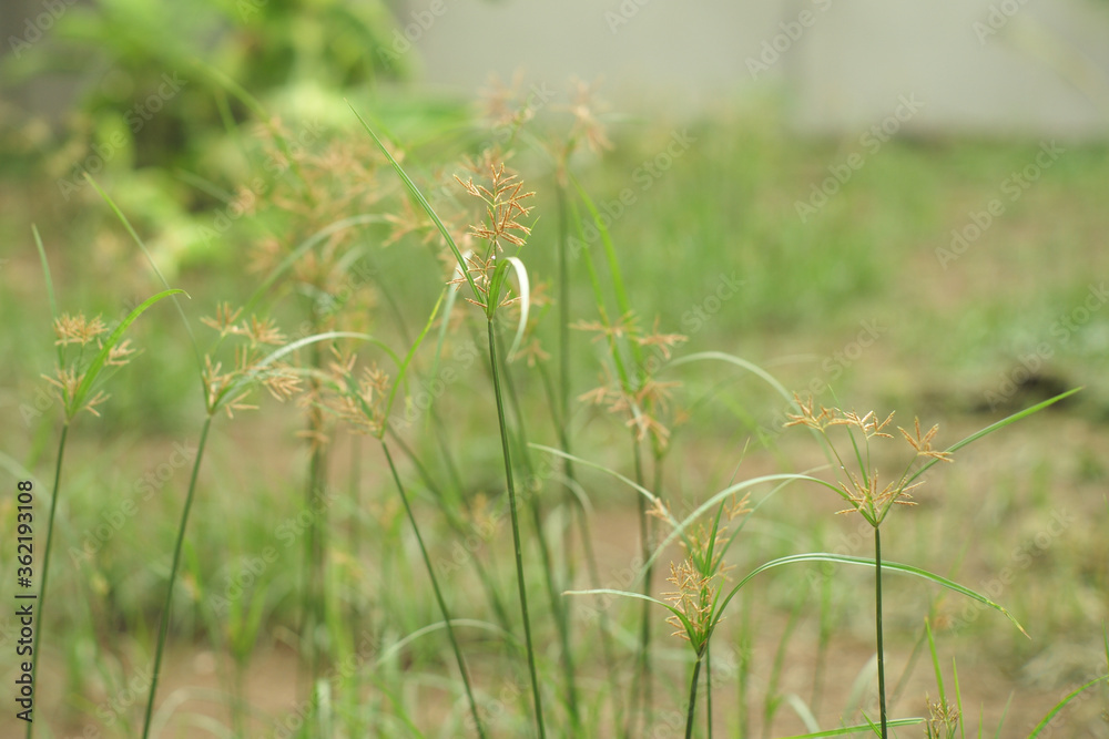 Closeup grass flowers grow in the field with blurred landscape background Closeup grass flowers grow in the field with blurred landscape background