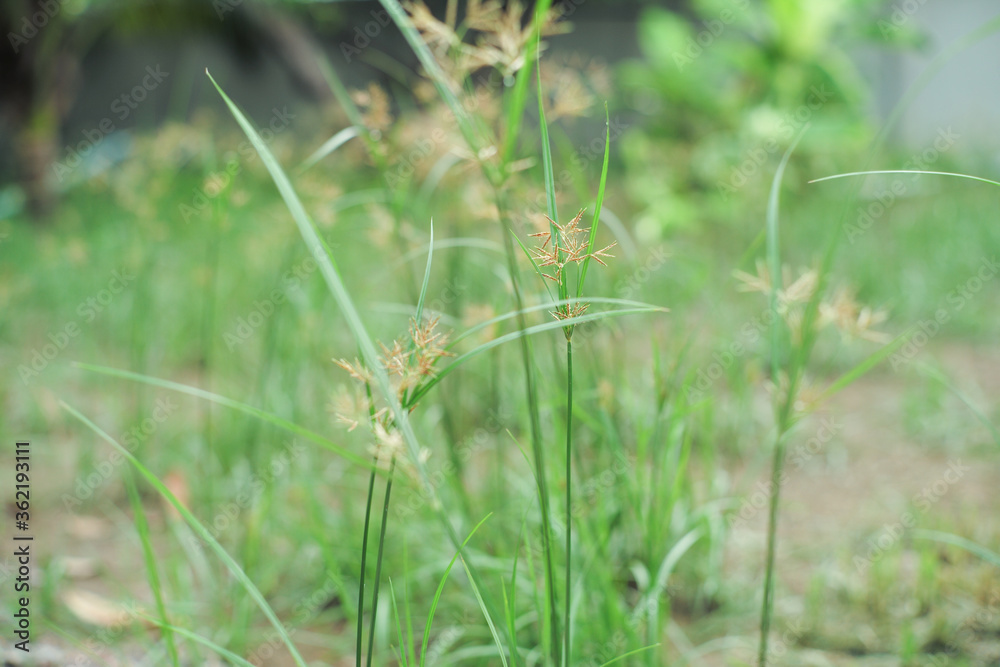 Closeup grass flowers grow in the field with blurred landscape background Closeup grass flowers grow in the field with blurred landscape background