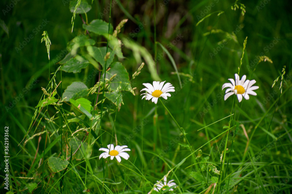 daisies in the grass daisies in the grass