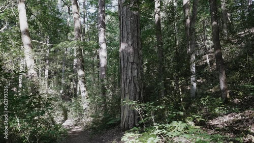 Insects flying on a woodland path  photo