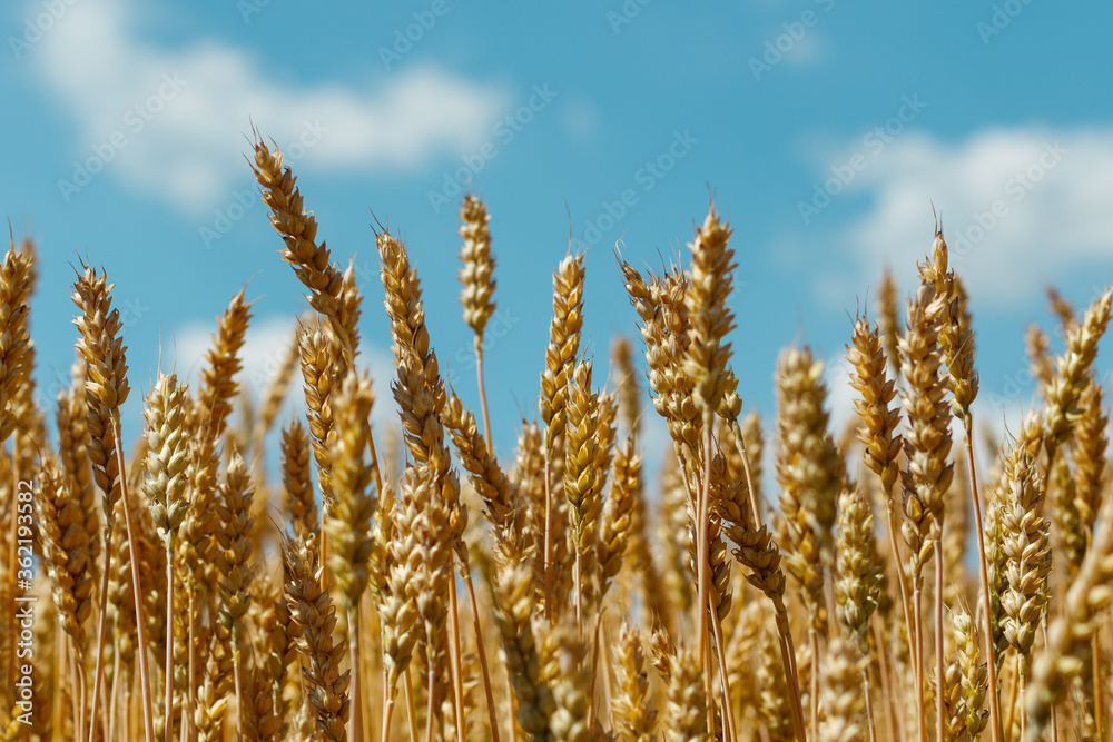 Crop harvesting will begin soon Crop harvesting will begin soon