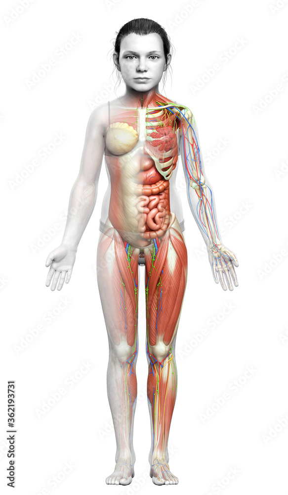 3d rendered medically accurate of the young girl anatomy 3d rendered medically accurate of the young girl anatomy