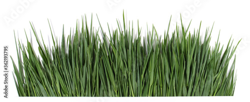 Fresh Wheatgrass Panorama on white Background