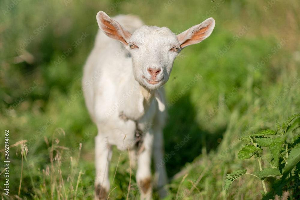 Young white goat eats grass in a summer meadow. White goat grazes in the meadow. Young white goat eats grass in a summer meadow. White goat grazes in the meadow.