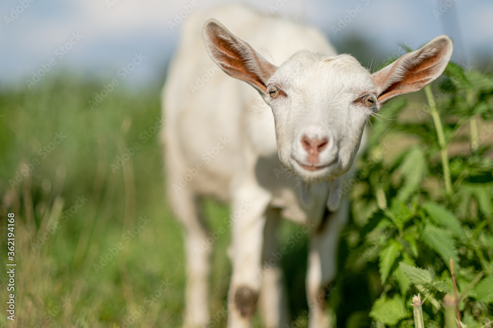 Fototapeta premium Young white goat eats grass in a summer meadow. White goat grazes in the meadow.