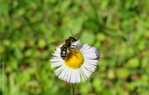Bee on white erigeron flower on the meadow,  closeup © natalya2015