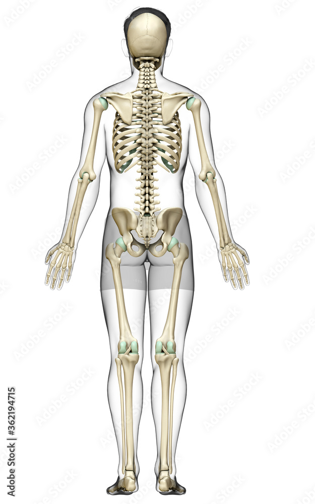 3d rendered, medically accurate illustration of a male skeleton system 3d rendered, medically accurate illustration of a male skeleton system