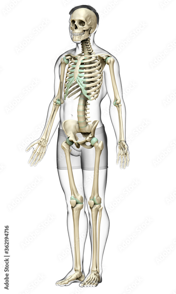 3d rendered, medically accurate illustration of a male skeleton system