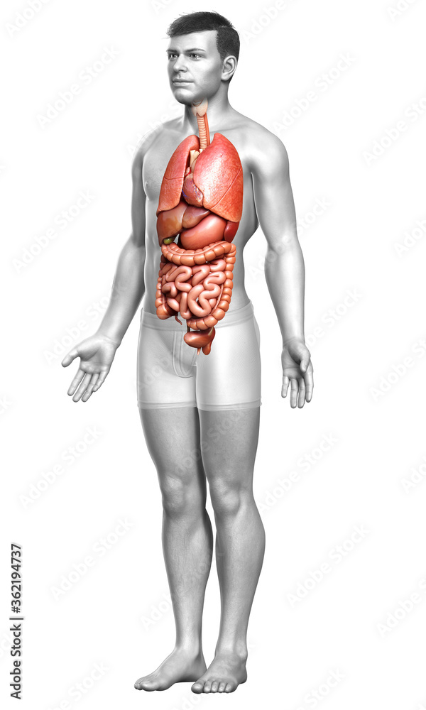 3d rendered medically accurate illustration of male Internal organs 3d rendered medically accurate illustration of male Internal organs