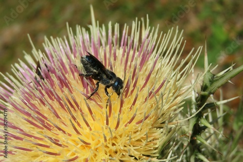 Tropical bee on thistle flower in Florida wild, closeup photo