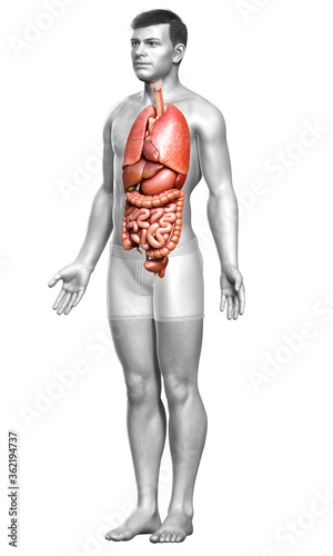 3d rendered medically accurate illustration of male  Internal organs