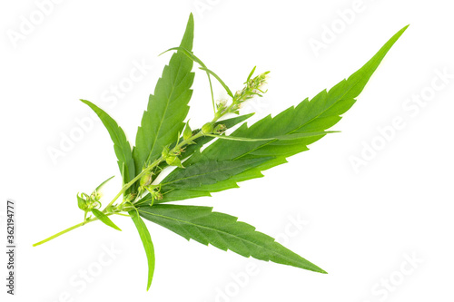 Cannabis leaf and flowers branch cut out on white background. Reaady for placing on mock-ups. photo