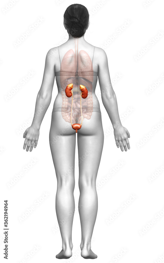 3d rendered, medically accurate illustration of female kidneys 3d rendered, medically accurate illustration of female kidneys