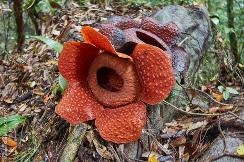 Gunung Gading National Park in Malaysia's Sarawak Province is home to the Rafflesia, the world`s largest flower. photo