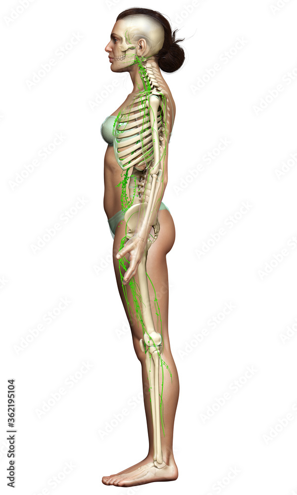 3d rendered medically accurate illustration of a female lymphatic system 3d rendered medically accurate illustration of a female lymphatic system