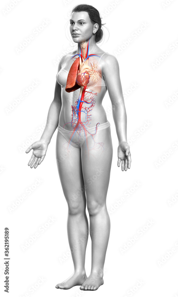 3d rendered, medically accurate illustration of a female lung anatomy