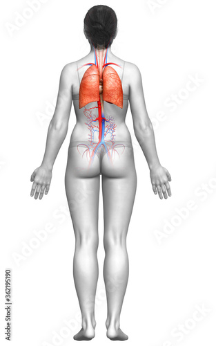 3d rendered, medically accurate illustration of a female lung anatomy