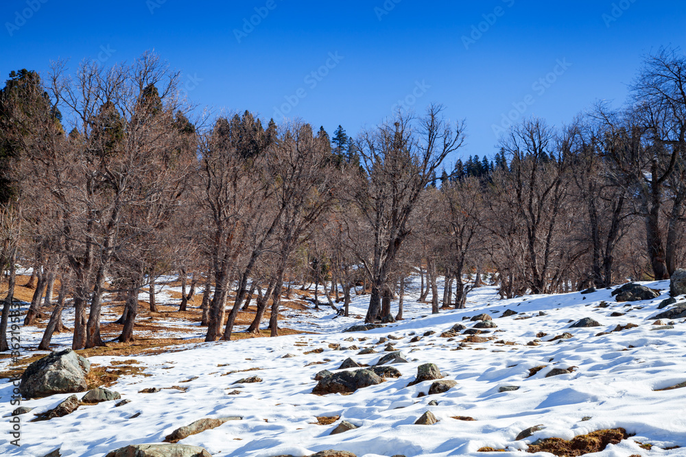 A grove of bare trees at the foothills of Himalayan Mountains ne A grove of bare trees at the foothills of Himalayan Mountains ne