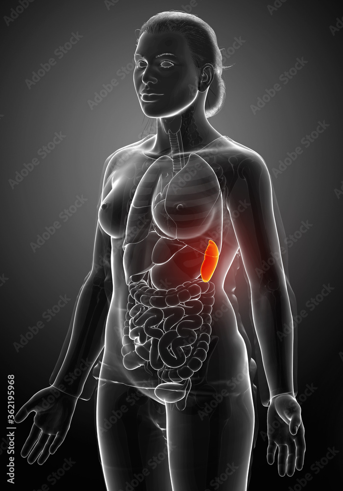 3d rendered, medically accurate illustration of a female Spleen Anatomy 3d rendered, medically accurate illustration of a female Spleen Anatomy