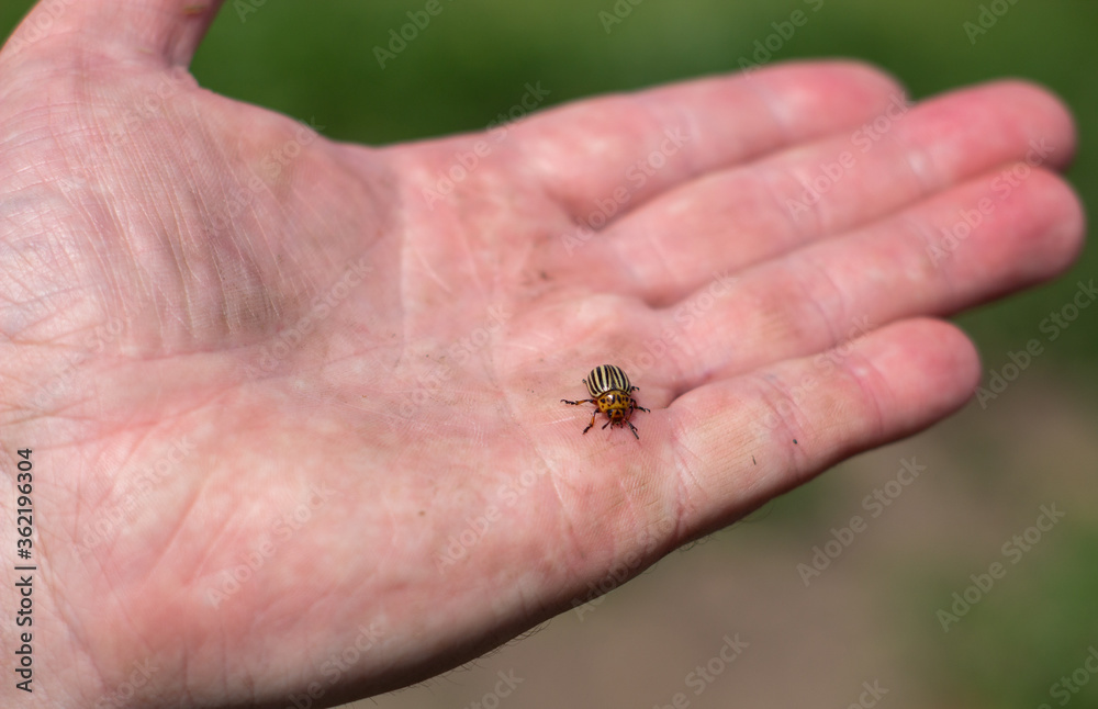 Obraz premium Colorado beetle in the palm of your hand. Adult striped Colorado beetles