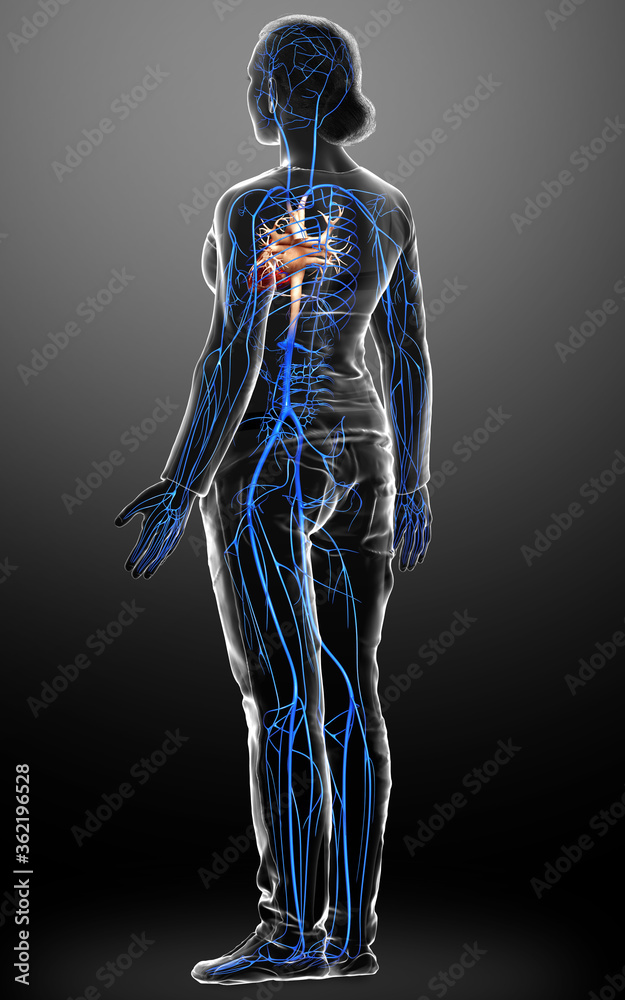 3d rendered medically accurate illustration of a female Veins anatomy 3d rendered medically accurate illustration of a female Veins anatomy