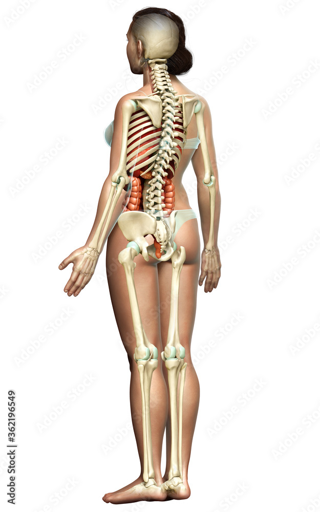 3d rendered medically accurate illustration of female Internal organs and skeleton system 3d rendered medically accurate illustration of female Internal organs and skeleton system