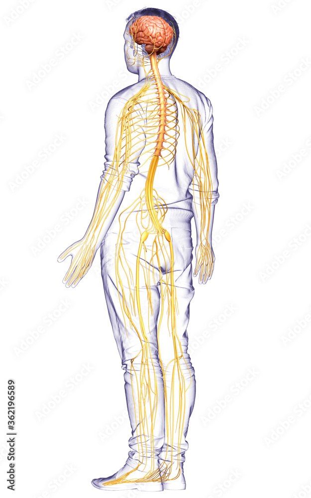 3d rendered medically accurate illustration of a male nervous system