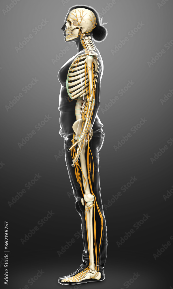 3d rendered medically accurate illustration ofa female nervous system and skeleton system