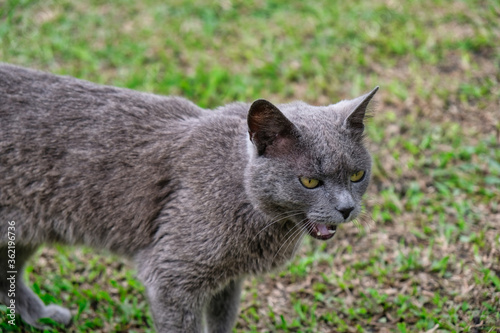 grey cat