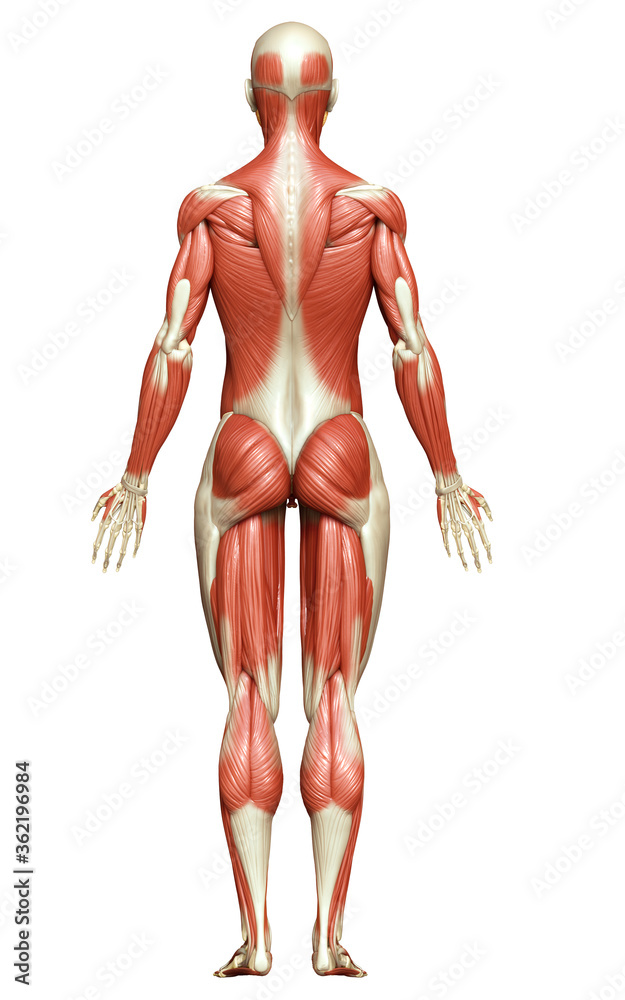 3d rendered medically accurate illustration of a female muscle system 3d rendered medically accurate illustration of a female muscle system