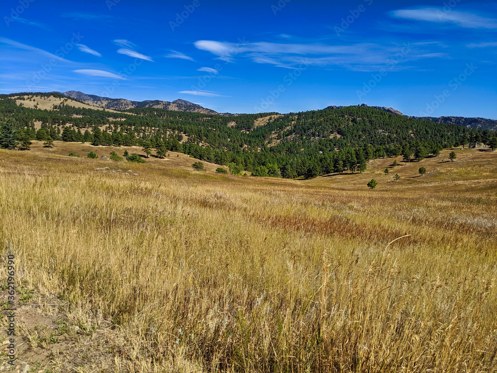 yellow grass field and blue sky