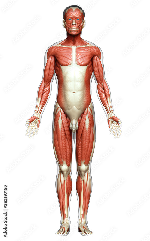 3d rendered medically accurate illustration of a male muscle system