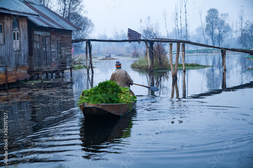 Fototapeta Naklejka Na Ścianę i Meble -  Man riding a shikara boat on the Dal lake in Srinagar, Kashmir, India.